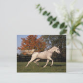 Arabisch paard: herfst 2 briefkaart (Staand voorkant)
