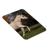 Arabisch paard: herfst 2 magneet (Rechterzijde)