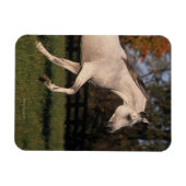 Arabisch paard: herfst 2 magneet (Horizontaal)