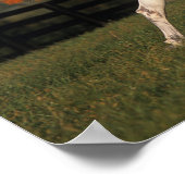 Arabisch paard: herfst 2 poster (Hoek)