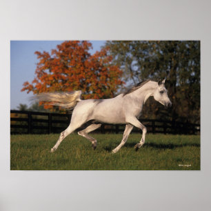 Arabisch paard: herfst 2 poster