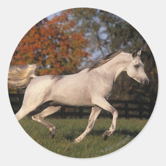 Arabisch paard: herfst 2 ronde sticker (Voorkant)