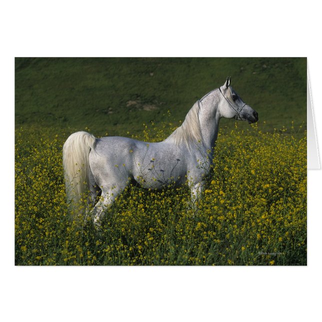 Arabisch paard in bloemen (Voorkant Horizontaal)