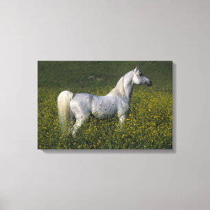 Arabisch paard in bloemen canvas afdruk
