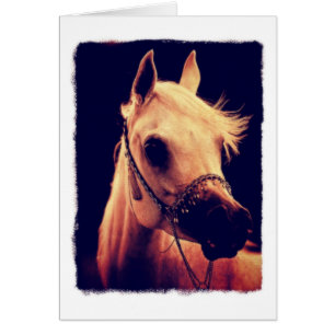 Arabisch paard in een Show Halter