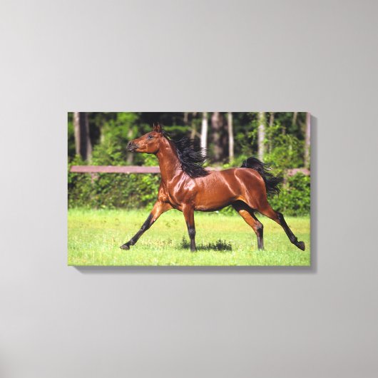 Arabisch paard met vlucht 2 canvas afdruk (Voorkant)