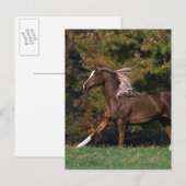 Arabisch paard rijdend in grijsveld briefkaart (Voorkant / Achterkant)