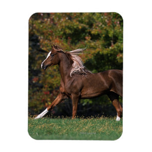 Arabisch paard rijdend in grijsveld magneet