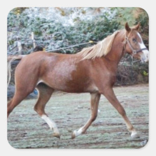 Arabisch paard rijdt vrij op het grasland vierkante sticker