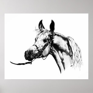 Arabisch portret in Pen & Ink Poster