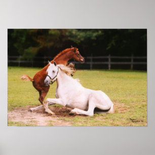 Arabisch Poster voor foal en merg