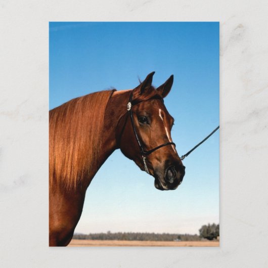 Arabisch Show paard Briefkaart (Voorkant)