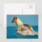 Arabisch volbloedpaard briefkaart (Voorkant / Achterkant)