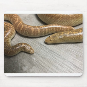 Arabisch zandboa muismat