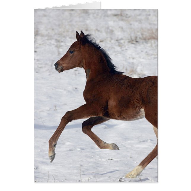 Arabische Foal in de sneeuw (Voorkant)