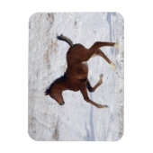 Arabische Foal in de sneeuw Magneet (Verticaal)