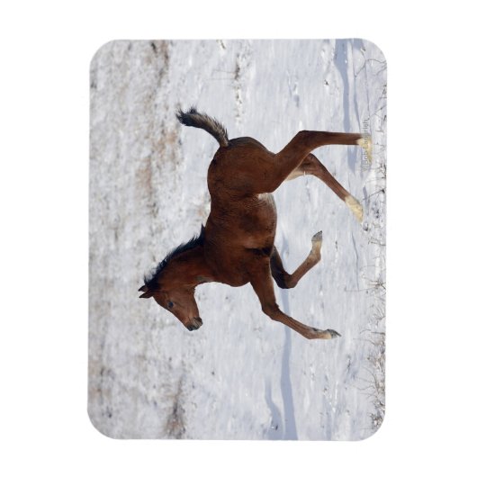 Arabische Foal in de sneeuw Magneet (Verticaal)