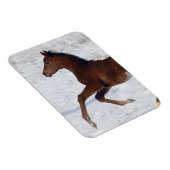 Arabische Foal in de sneeuw Magneet (Rechterzijde)