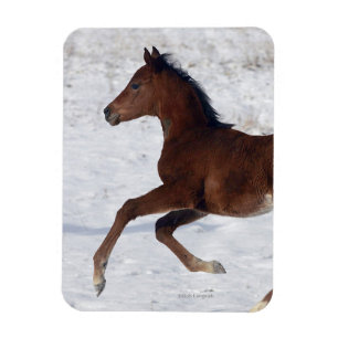 Arabische Foal in de sneeuw Magneet