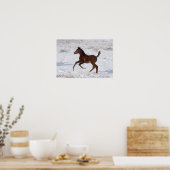 Arabische Foal in de sneeuw Poster (Keuken)