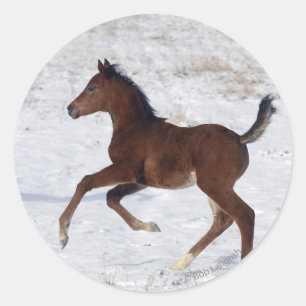 Arabische Foal in de sneeuw Ronde Sticker