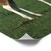 Arabische Foalen in grijs veld Poster (Hoek)