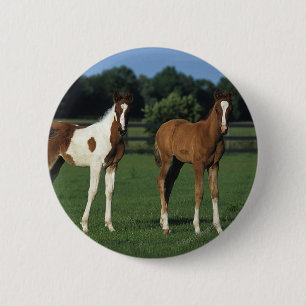 Arabische Foalen in grijs veld Ronde Button 5,7 Cm