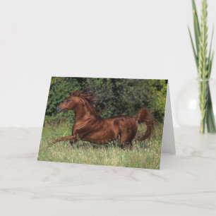 Arabische Hengst die in het Gras lopen Kaart