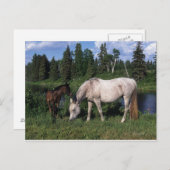 Arabische Mare & Foal 2 Briefkaart (Voorkant / Achterkant)