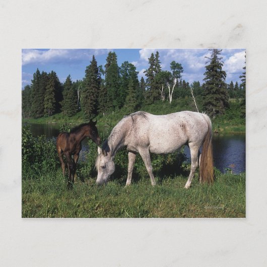 Arabische Mare & Foal 2 Briefkaart (Voorkant)