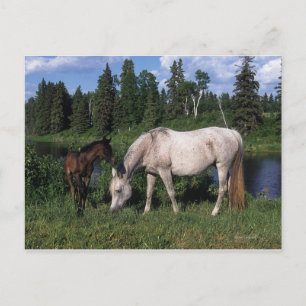 Arabische Mare & Foal 2 Briefkaart