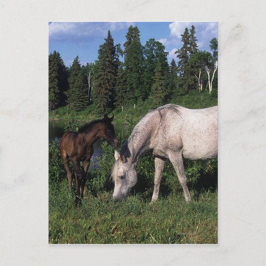Arabische Mare & Foal 2 Briefkaart (Voorkant)
