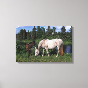 Arabische Mare & Foal 2 Canvas Afdruk