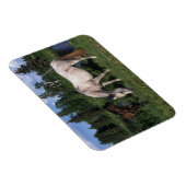 Arabische Mare & Foal 2 Magneet (Rechterzijde)