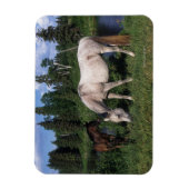 Arabische Mare & Foal 2 Magneet (Verticaal)