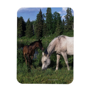 Arabische Mare & Foal 2 Magneet