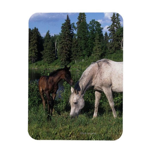 Arabische Mare & Foal 2 Magneet (Verticaal)