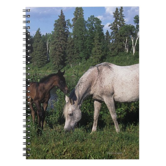Arabische Mare & Foal 2 Notitieboek (Voorkant)