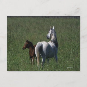 Arabische Mare & Foal Briefkaart