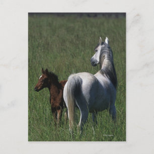 Arabische Mare & Foal Briefkaart