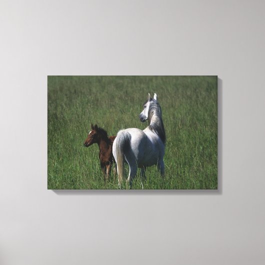 Arabische Mare & Foal Canvas Afdruk (Voorkant)
