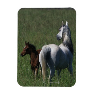 Arabische Mare & Foal Magneet