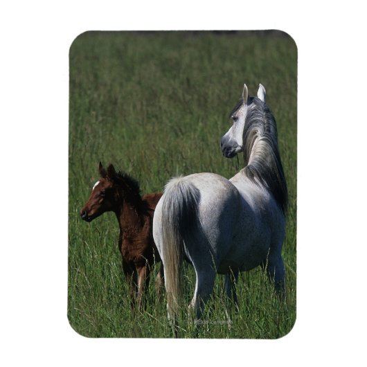 Arabische Mare & Foal Magneet (Verticaal)