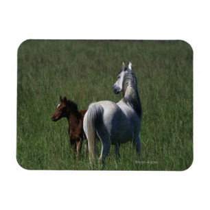 Arabische Mare & Foal Magneet