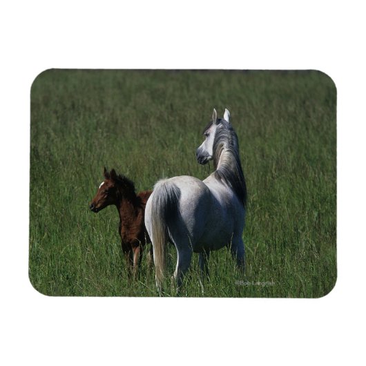 Arabische Mare & Foal Magneet (Horizontaal)