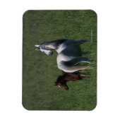 Arabische Mare & Foal Magneet (Verticaal)