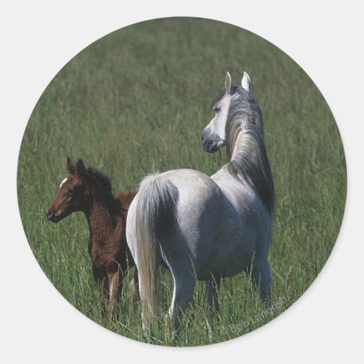 Arabische Mare & Foal Ronde Sticker (Voorkant)