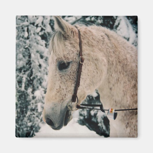 Arabische Mix Magnet Magneet (Voorkant)