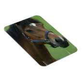 Arabische Paard Afbeeldingen Magnet Magneet (Rechterzijde)