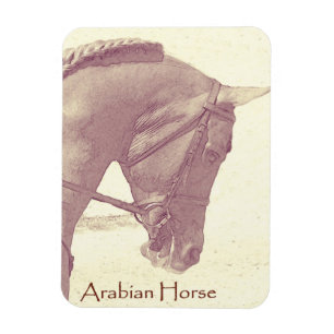 Arabische Paard magneet